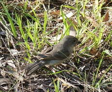 Image of Australian Golden Whistler