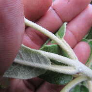 Image of Ageratina asclepiadea (L. fil.) R. King & H. Rob.