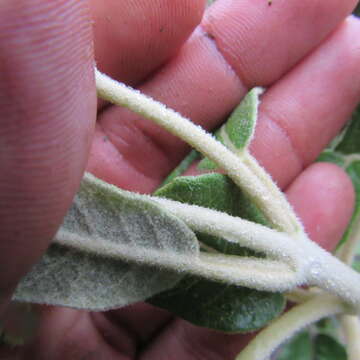 Image of Ageratina asclepiadea (L. fil.) R. King & H. Rob.