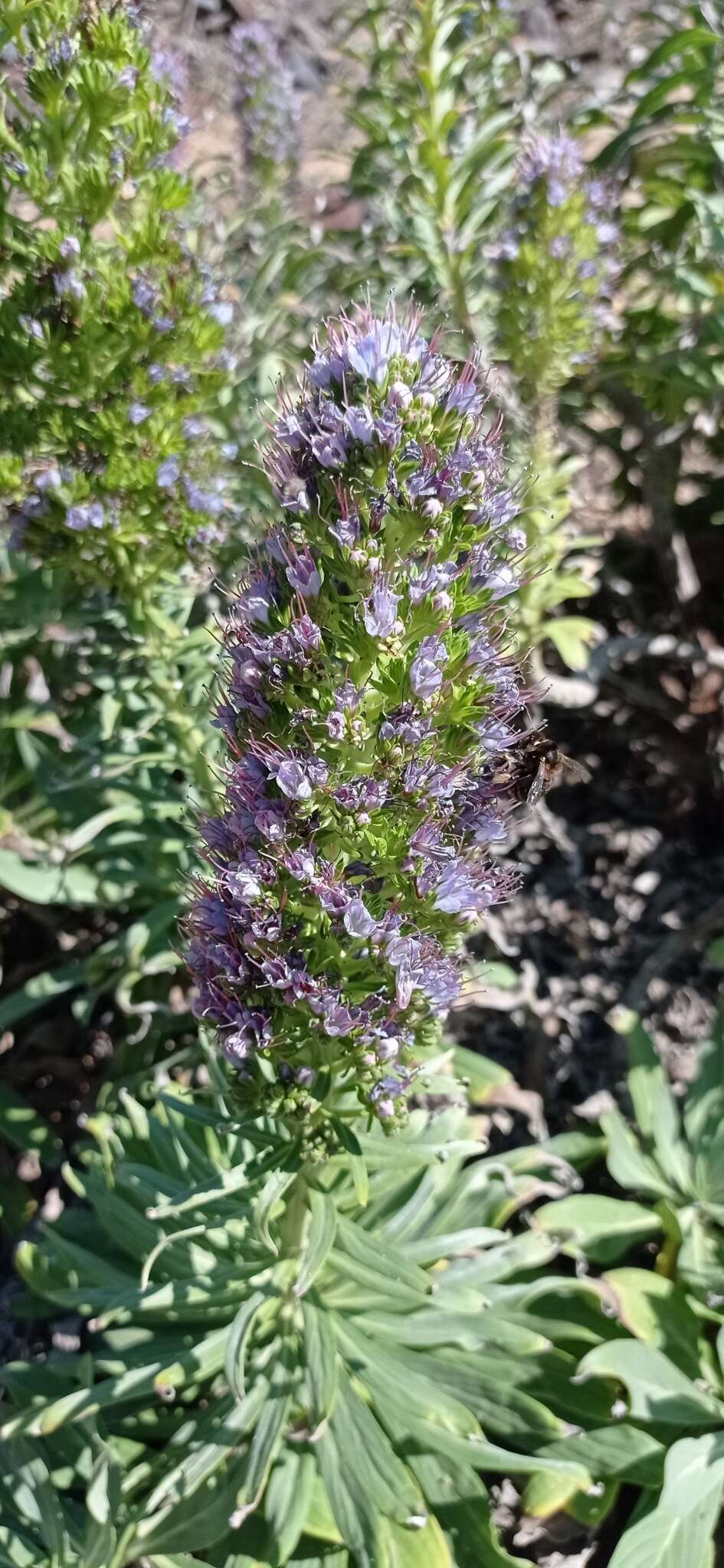 Plancia ëd Echium portosanctense J. A. Carvalho, Pontes, Bat.-Marques & R. Jardim