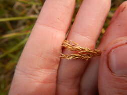 Image of Holm's reedgrass