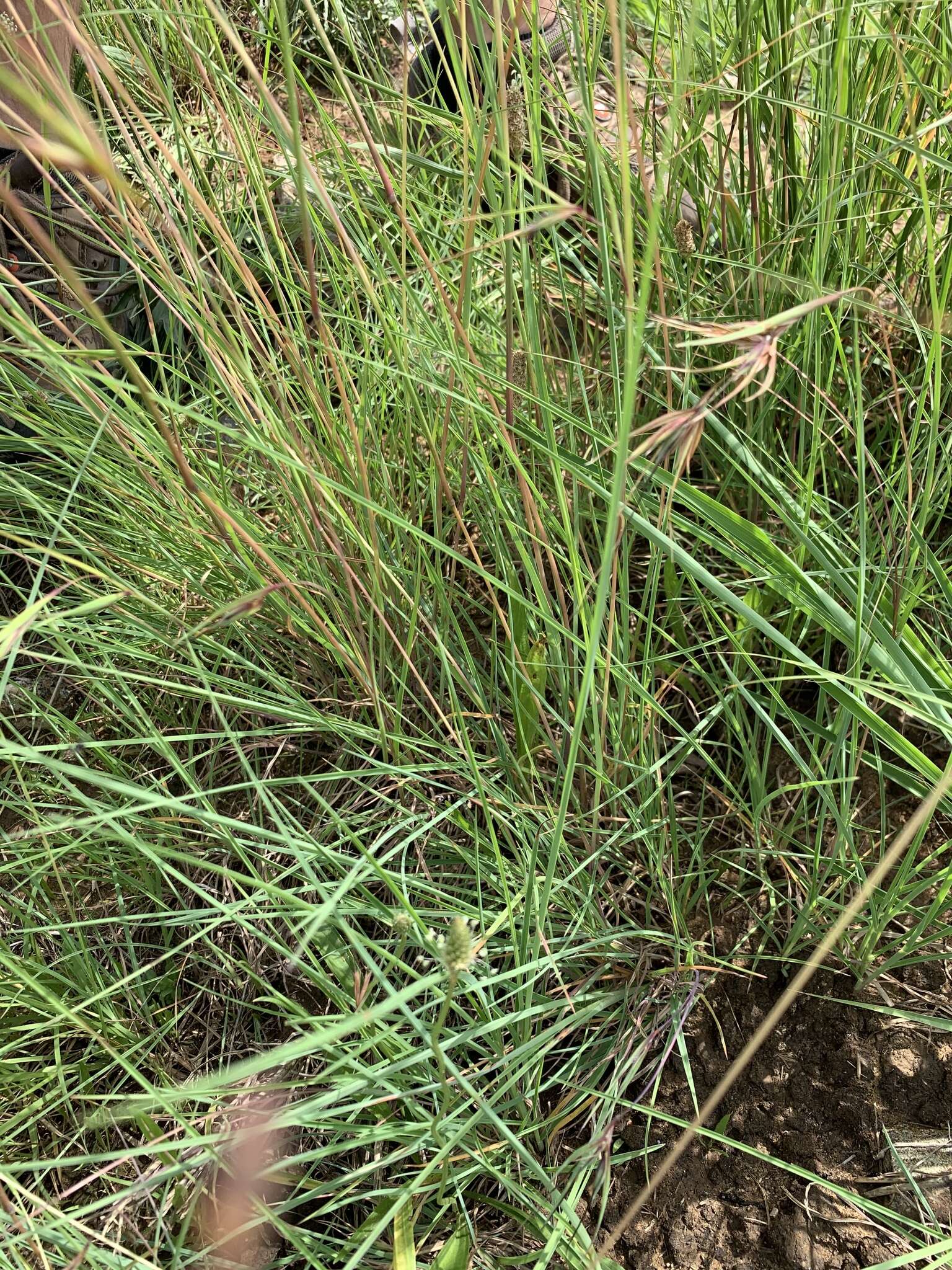 Plancia ëd Eragrostis capensis (Thunb.) Trin.