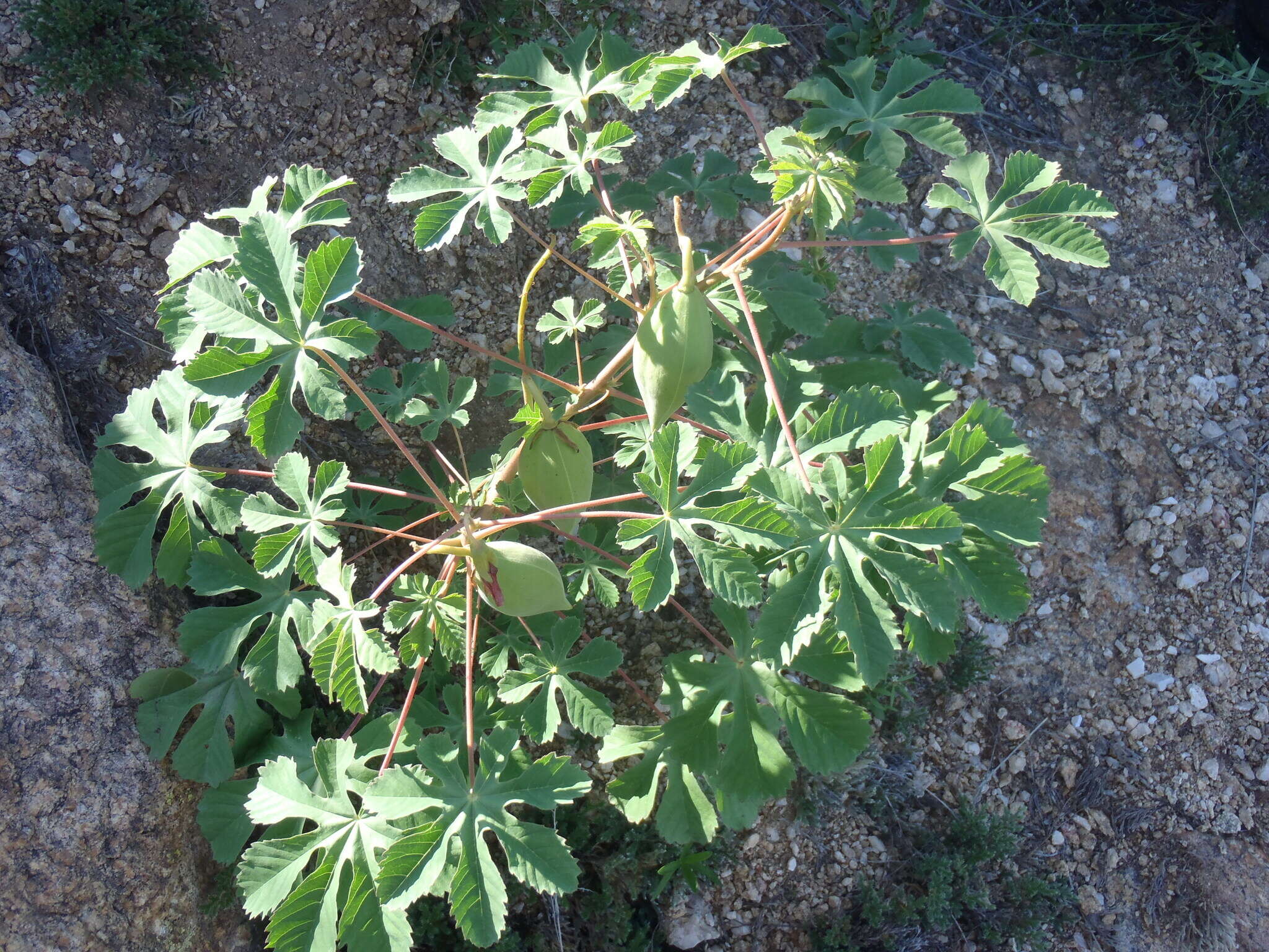 Imagem de Cochlospermum gonzalezii (Sprague & L. Riley) Byng & Christenh.