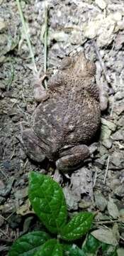 Image of Cuban small-eared toad