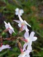 Image of Primula munroi Lindl.