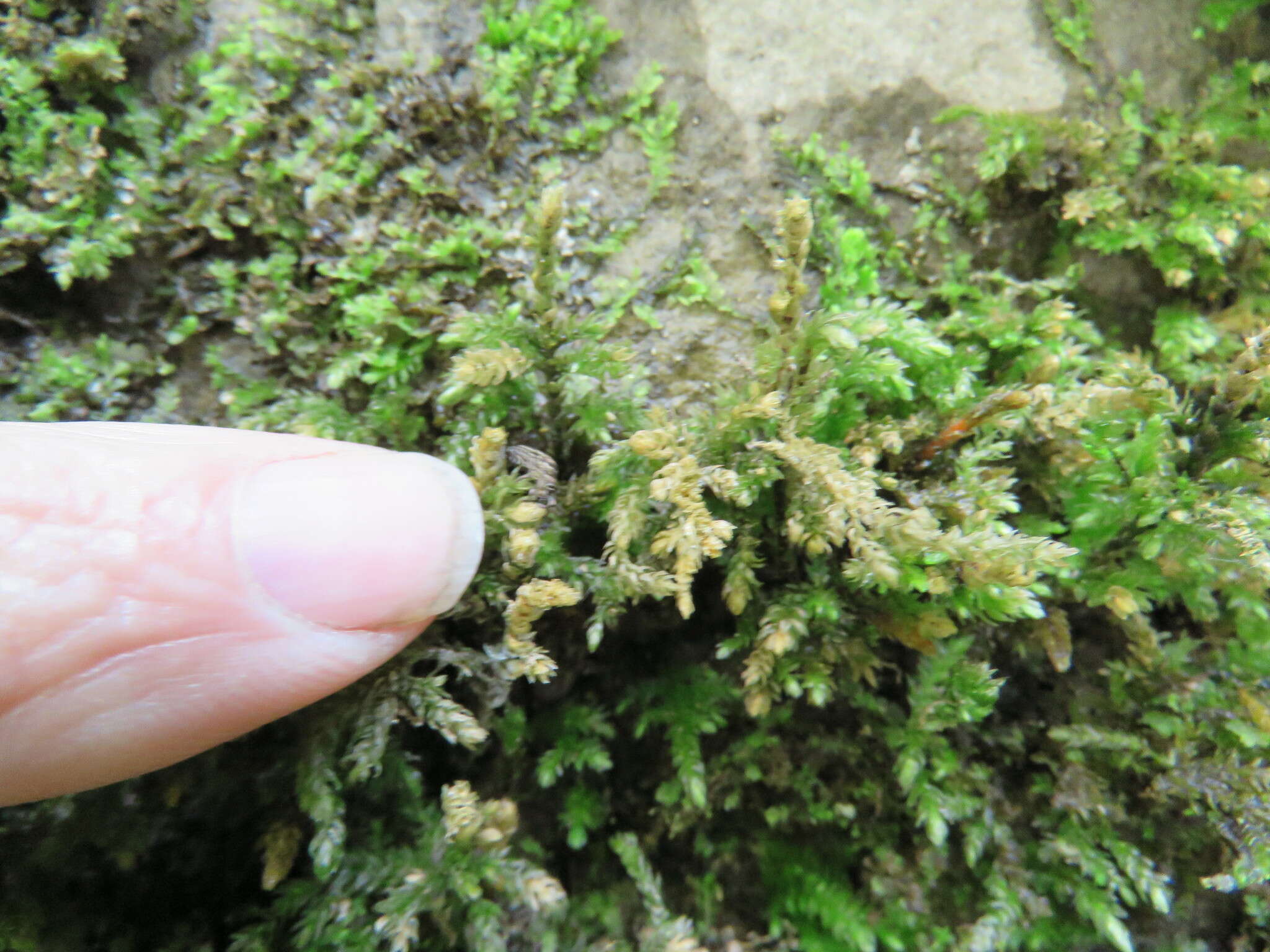 Image of thamnobryum moss