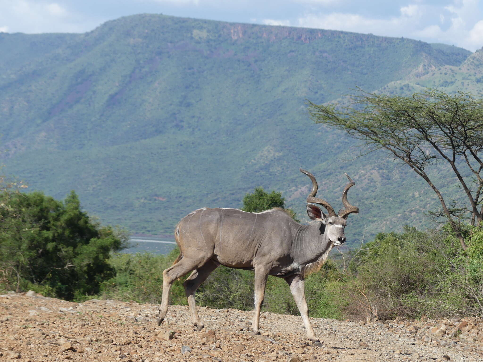 Image of Tragelaphus strepsiceros chora (Cretzschmar 1826)