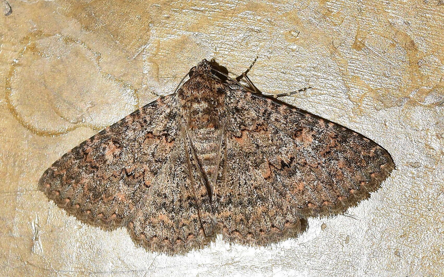 Image of Heteropalpia cortytoides Berio 1939