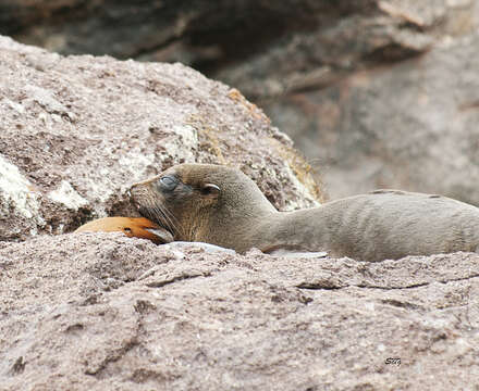 Image de Arctocéphale des Galapagos