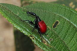 Image of Trachelophorus