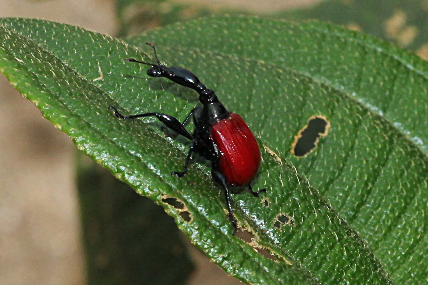 صورة Trachelophorus