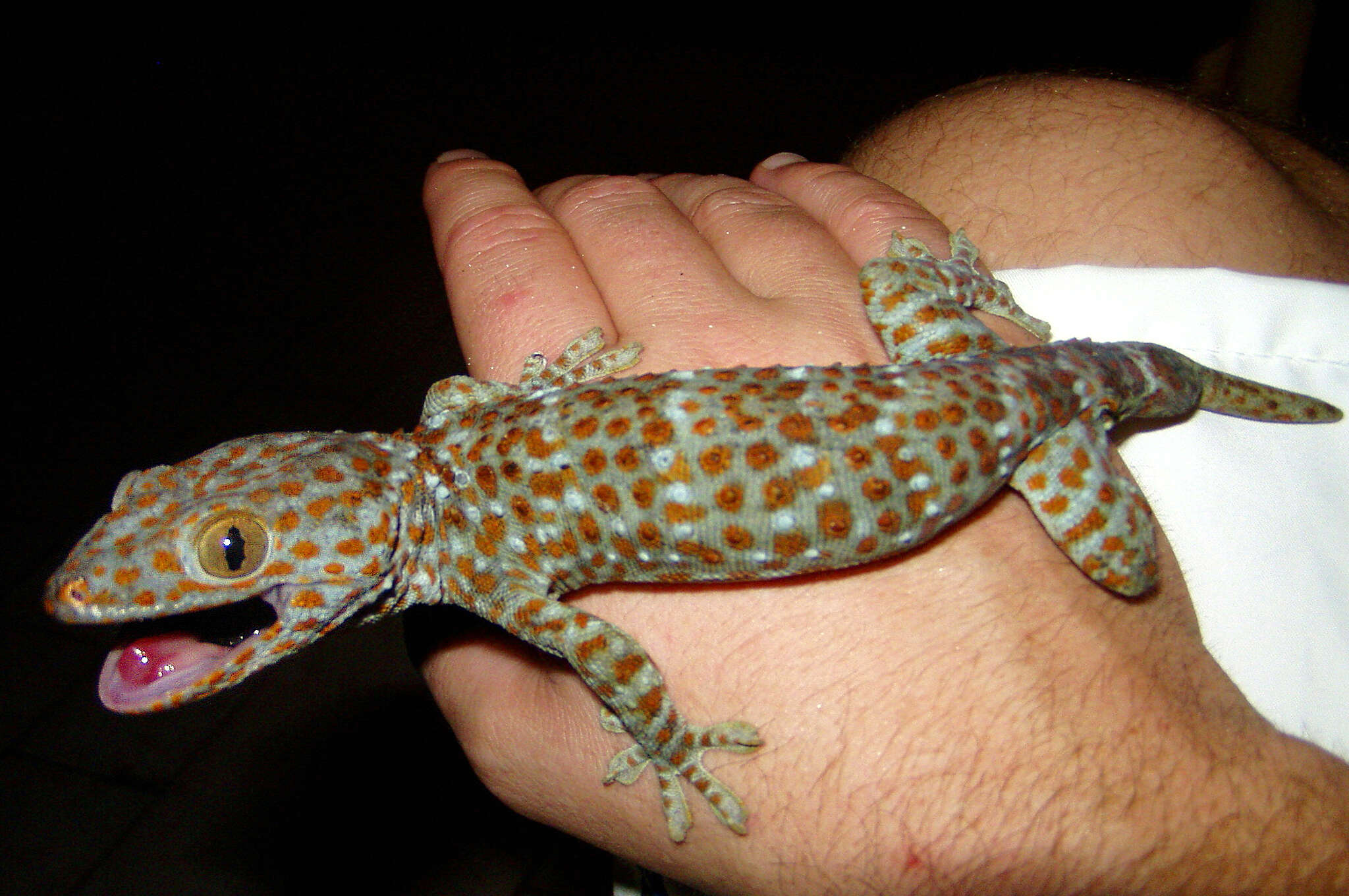 Imagem de Gekko gecko (Linnaeus 1758)