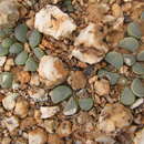 Imagem de Lithops divergens L. Bol.