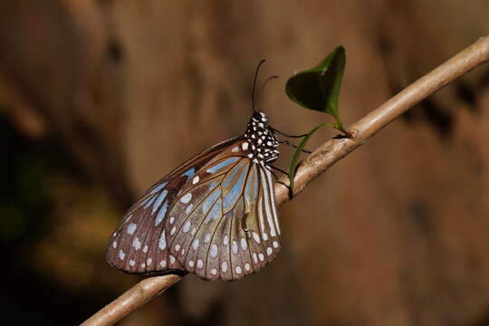 Imagem de <i>Tirumala hamata</i>