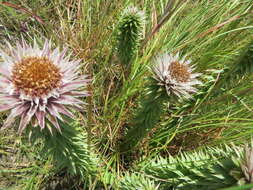 Image of Macledium zeyheri subsp. argyrophyllum (Oliv.) S. Ortiz