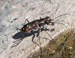 Image de Cicindela (Cicindelidia) sedecimpunctata Klug 1834