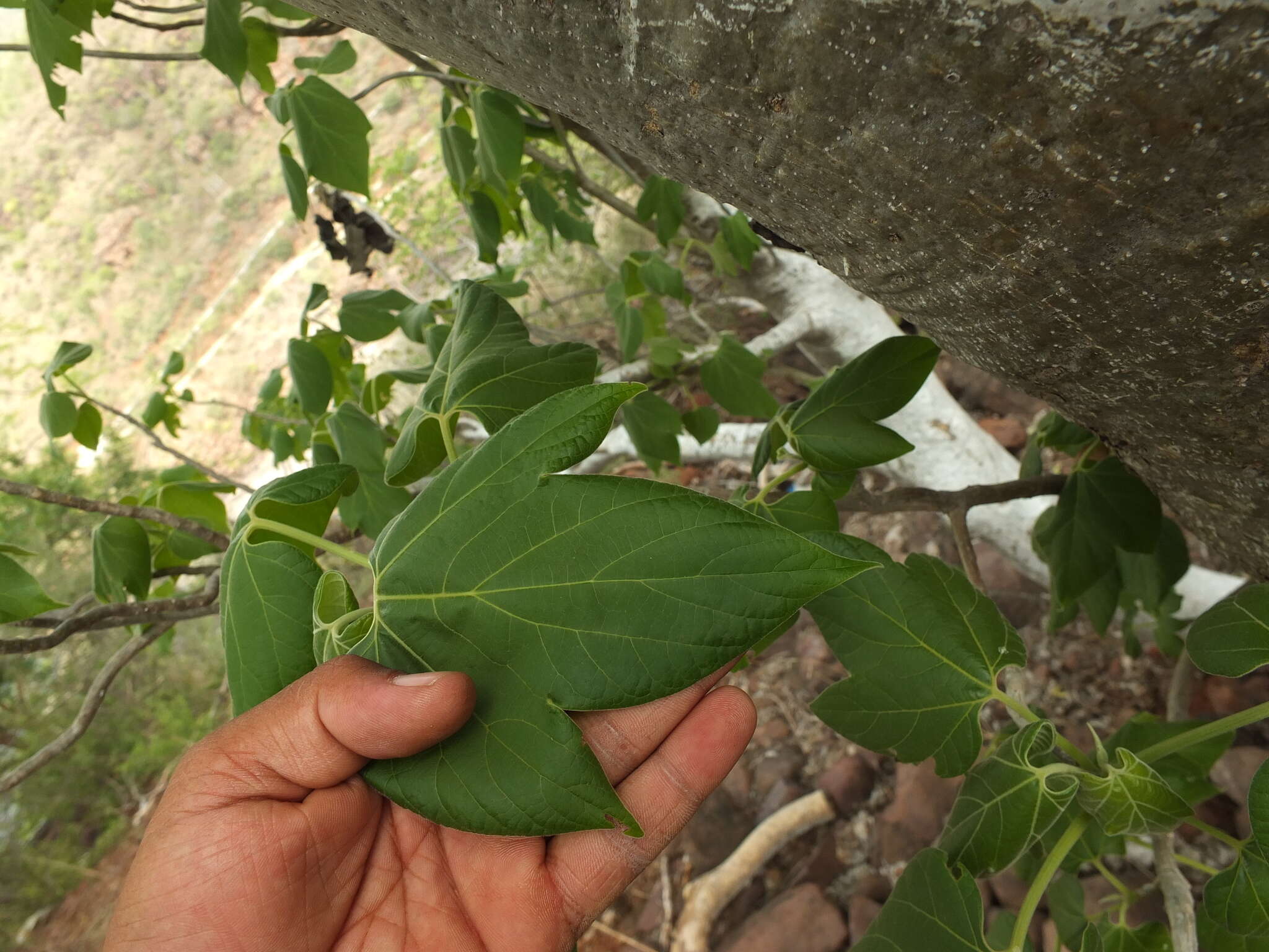 Image of Gyrocarpus