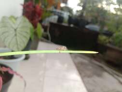 Image of Rough sweetpotato weevil