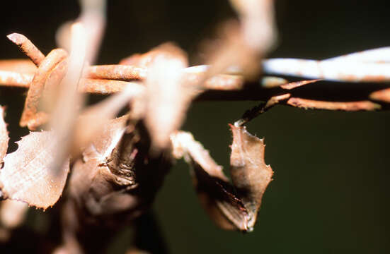 Image of Extatosoma tiaratum (Macleay & W. S. 1826)