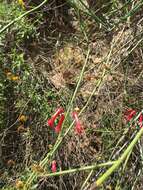 Image of Baja bush snapdragon