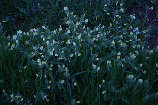 Sivun Vicia hybrida L. kuva