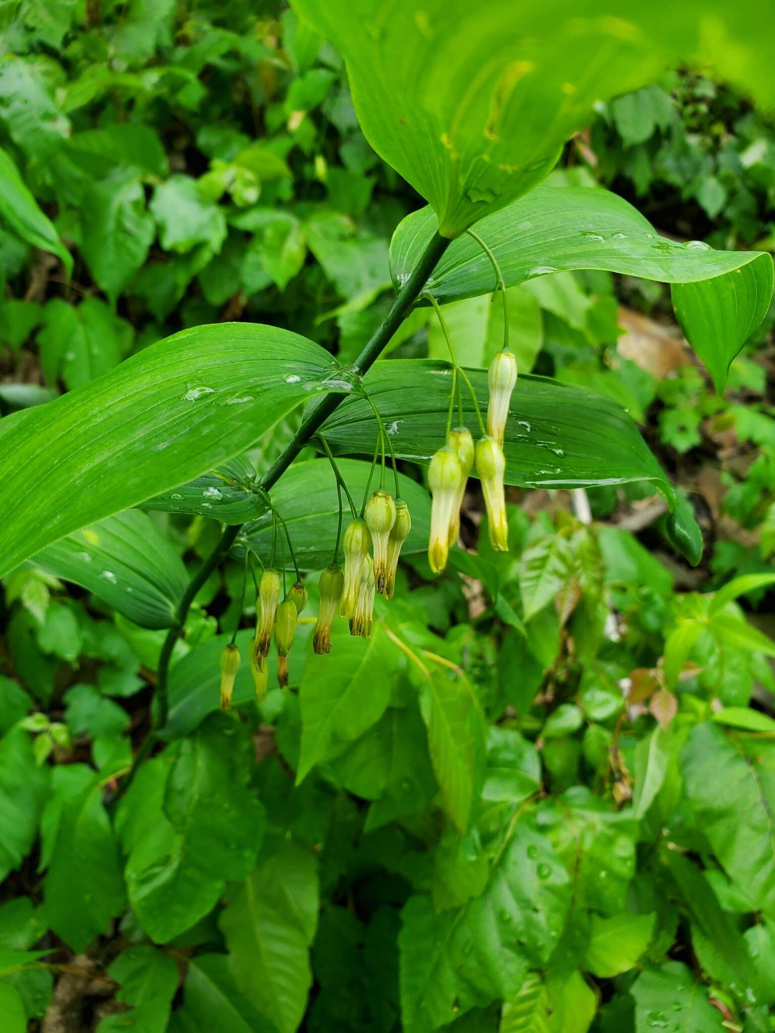 Image of Polygonatum biflorum var. biflorum