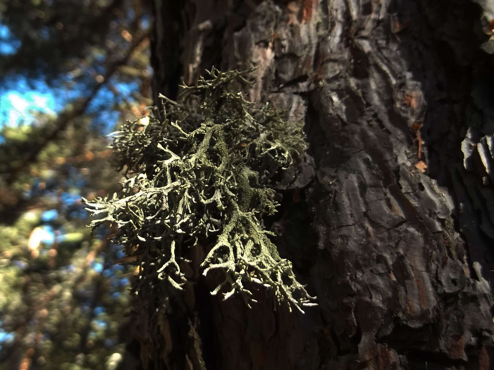 Image of light and dark lichen