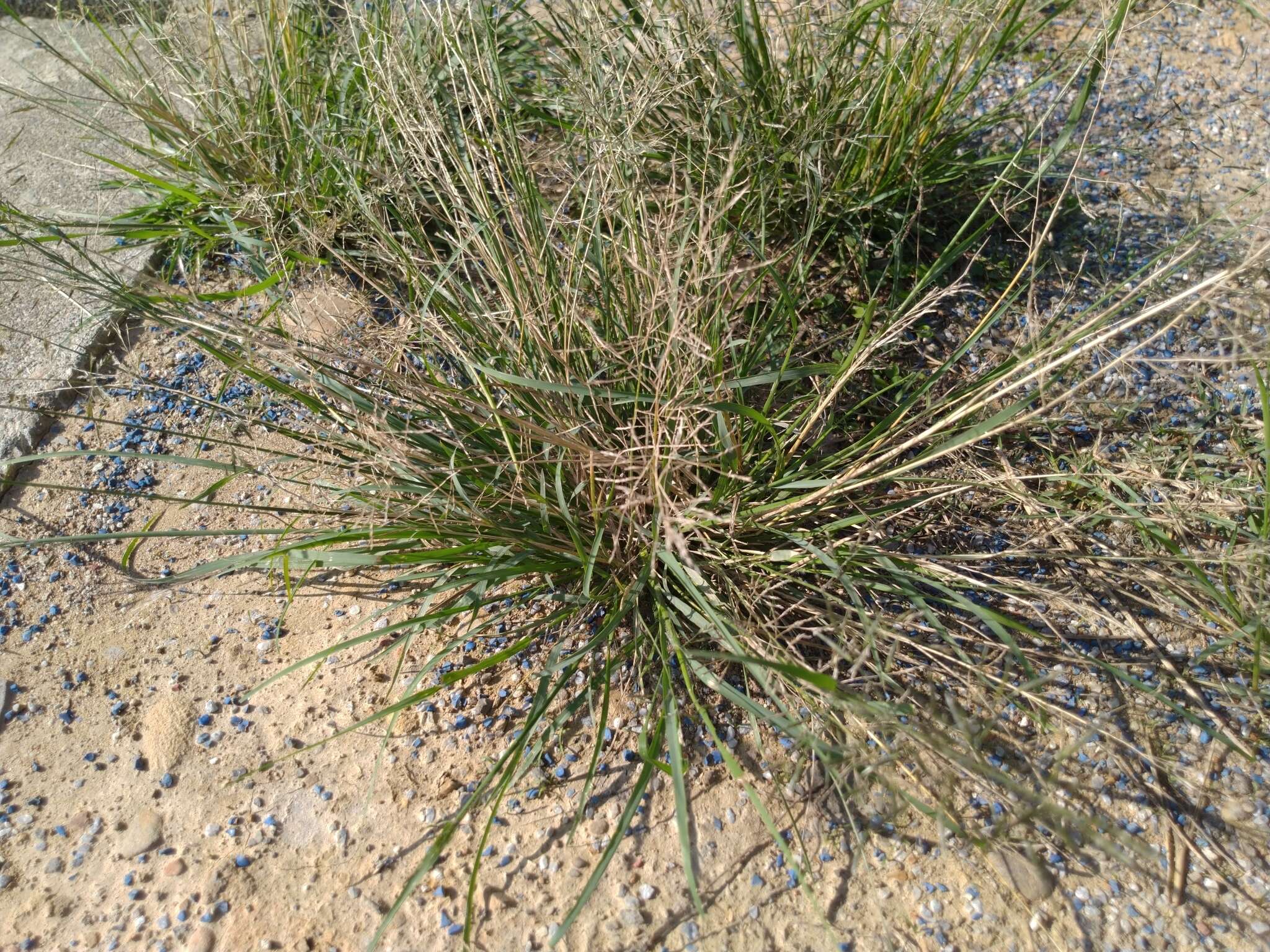 Image of elastic grass