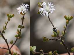 Imagem de Drosanthemum praecultum (N. E. Br.) Schwant.