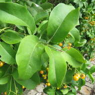 Image of Ehretia tinifolia L.