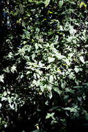 Image of Forest buckweed