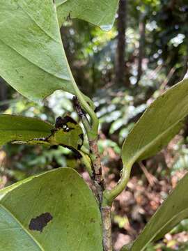 Coccoloba swartzii Meisn. resmi