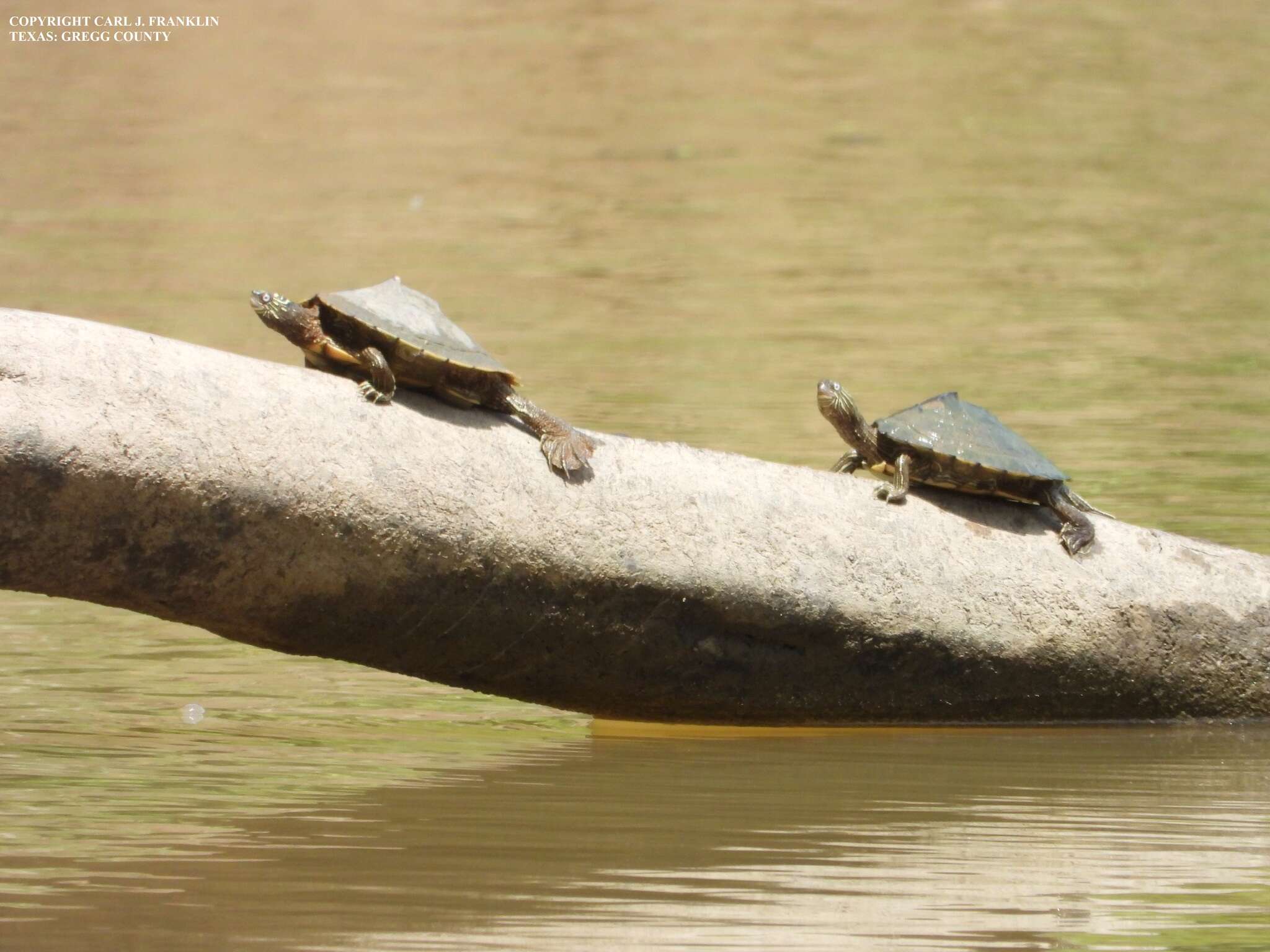 Image of Sabine map turtle