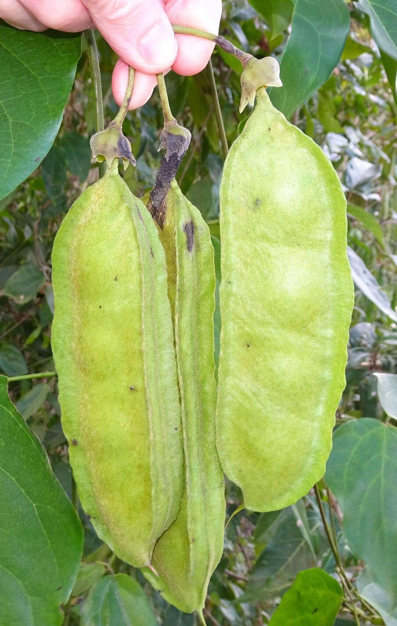 Mucuna gigantea (Willd.) DC. resmi