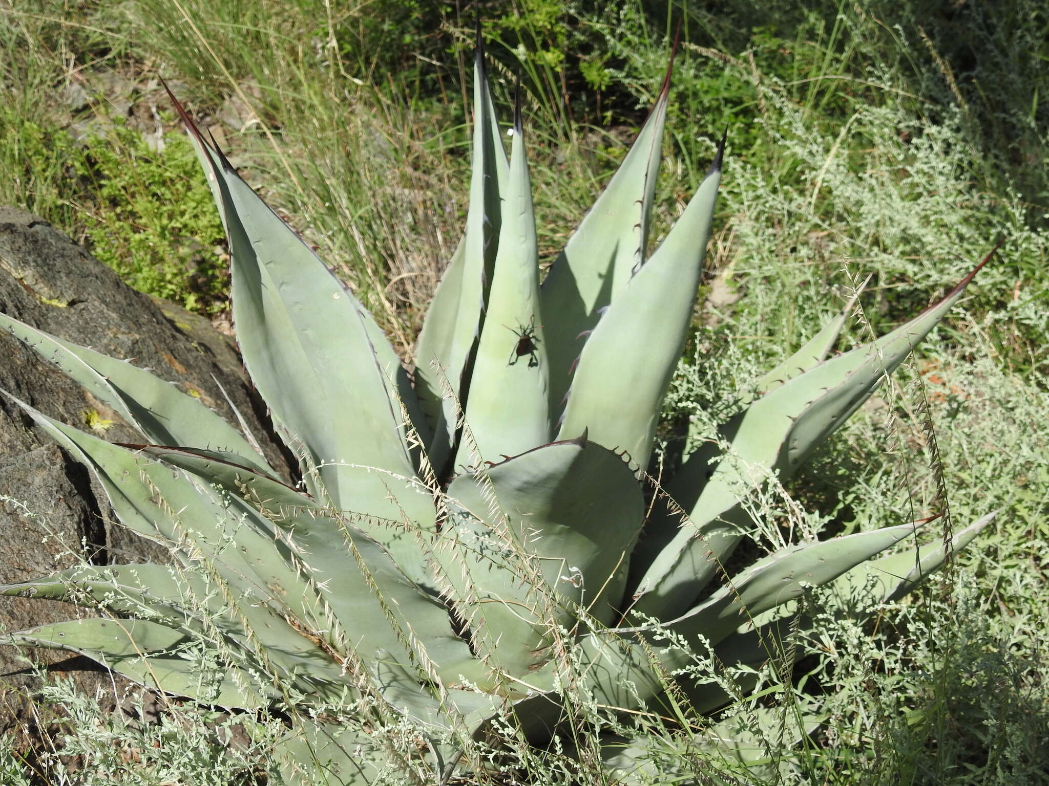 Image of Havard's century plant