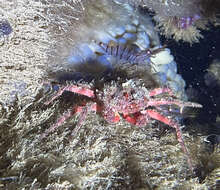 Image of rugose spider crab