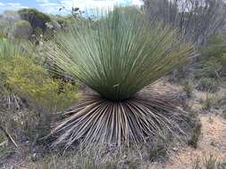 Image of Xanthorrhoea semiplana subsp. tateana (F. Muell.) D. J. Bedford