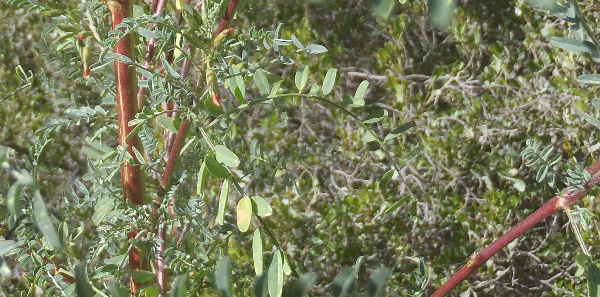 Image of Lessertia frutescens subsp. microphylla