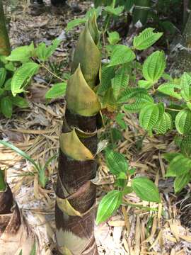 Bambusa vulgaris Schrad. ex J. C. Wendl. resmi