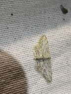 صورة Idaea calunetaria Staudinger 1859