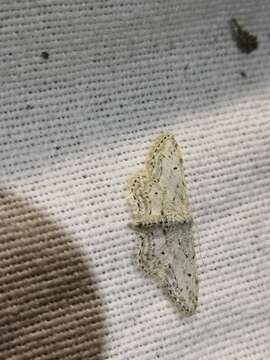 Image of Idaea calunetaria Staudinger 1859