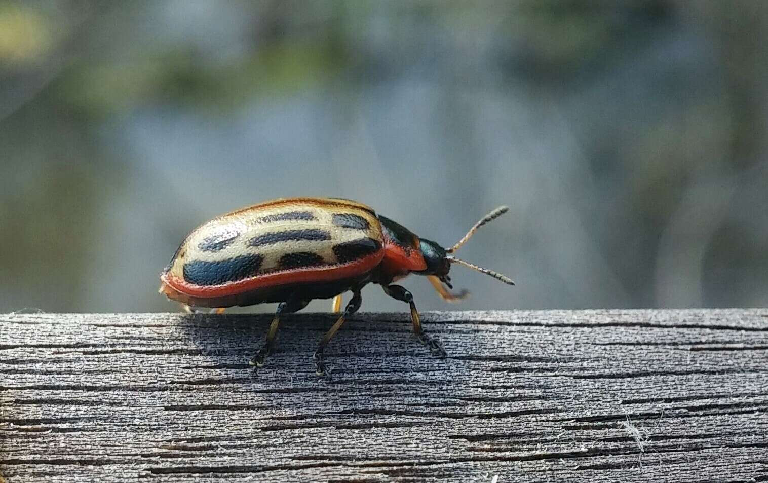 Image of Cottonwood Leaf Beetle