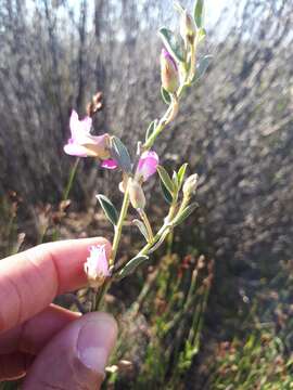 Image of Podalyria pearsonii E. Phillips