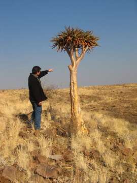 Image de Aloidendron dichotomum (Masson) Klopper & Gideon F. Sm.