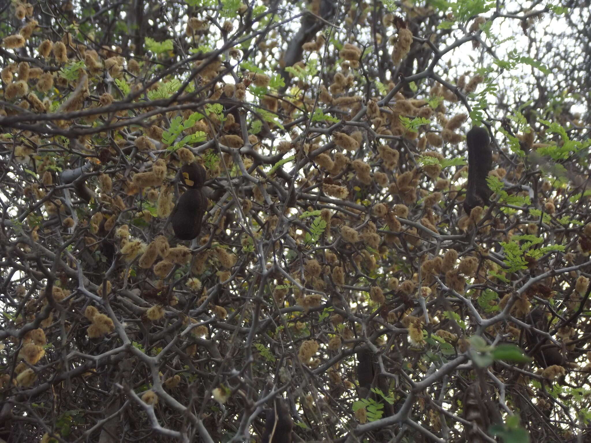 Image of Ebenopsis caesalpinioides (Standl.) Britton & Rose