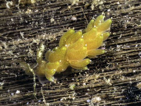 صورة Baeolidia variabilis Carmona, Pola, Gosliner & Cervera 2014