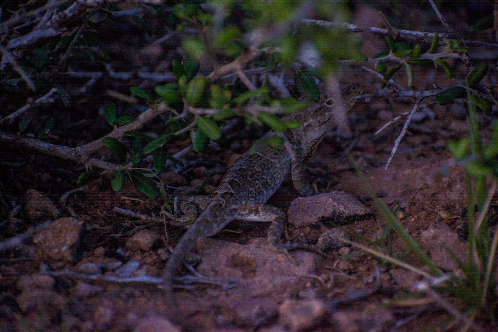 Image of Bulky Anole