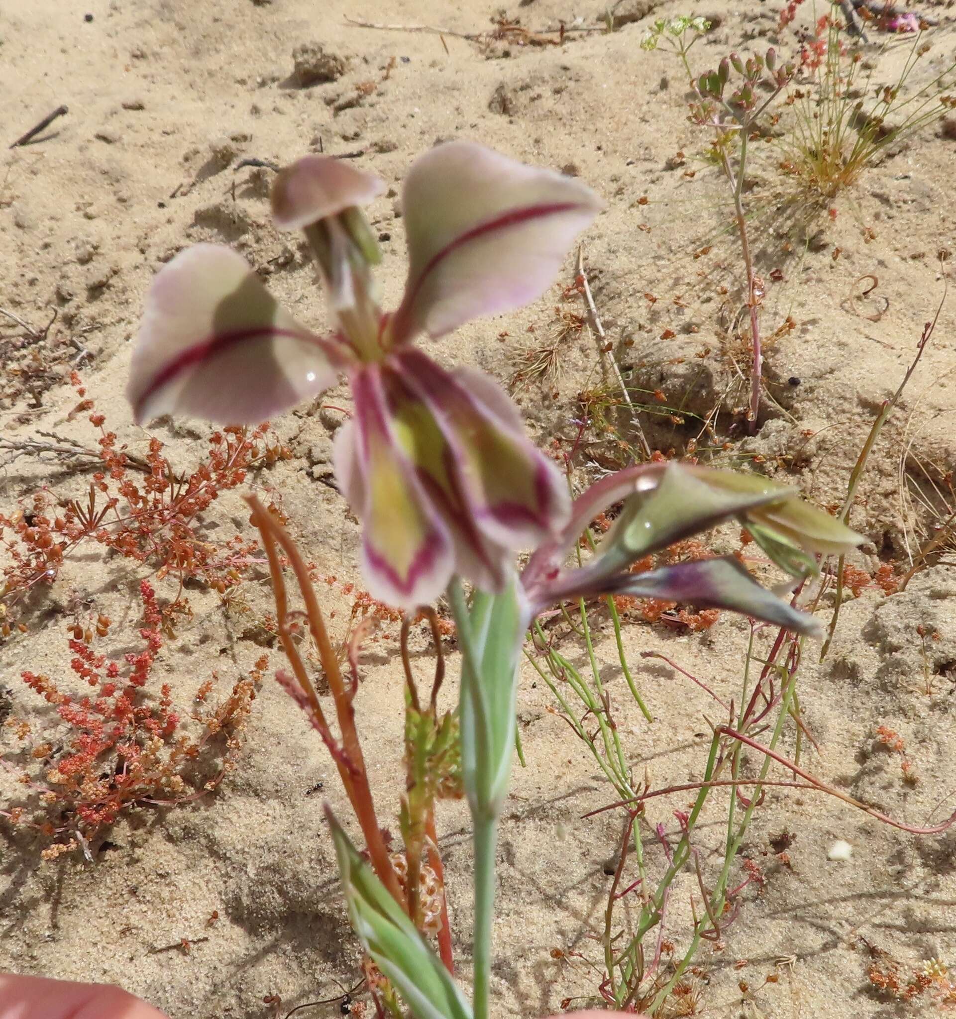 Imagem de Gladiolus orchidiflorus Andrews