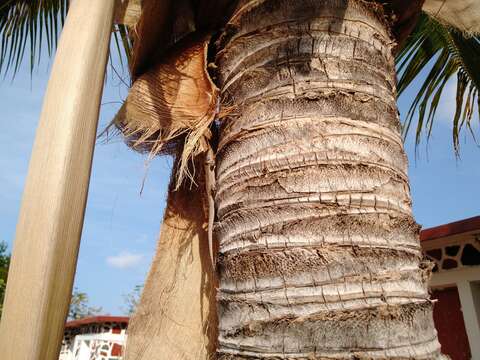 Image of Socorro Island Tree Lizard