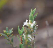 Image of Brachyloma ciliatum (R. Br.) Benth.